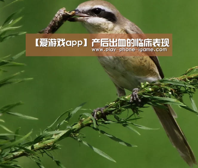 爱游戏官网